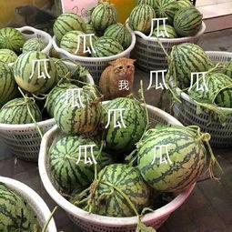 娱乐吃的瓜