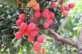 娱乐吃瓜酱桂花树,桂花树下那些不为人知的娱乐圈秘闻