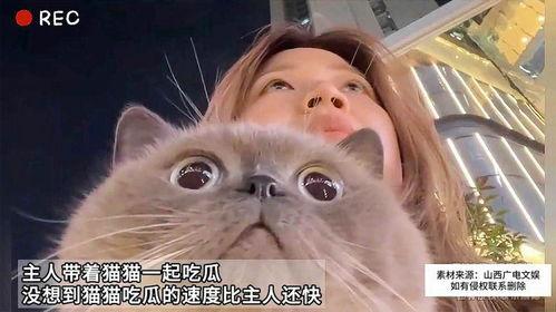 吃瓜猫娱乐
